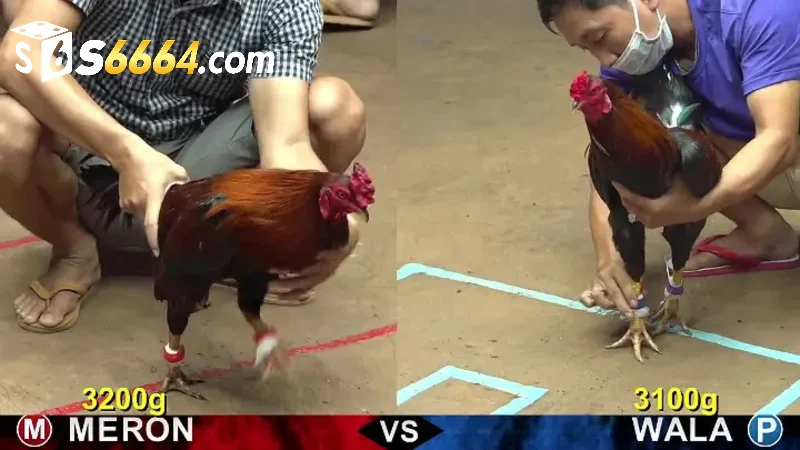 Cập nhật bảng kèo thường xuyên
