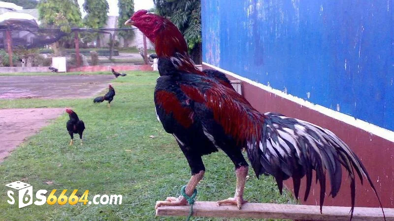Đặc điểm của gà đá hay