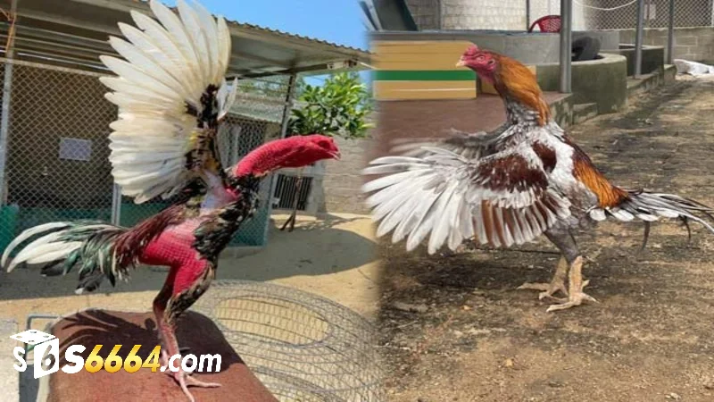 Giới thiệu về gà nòi
