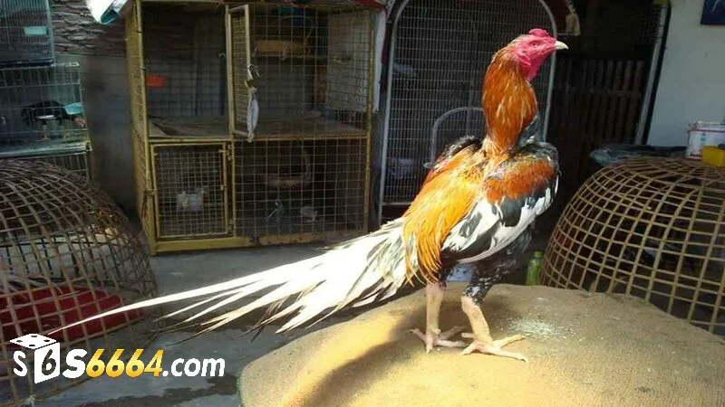 Giống gà đá tốt nhất