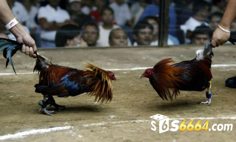 Tìm hiểu về đá gà cựa tròn tại S666