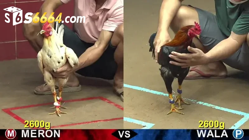 Tìm hiểu về đá gà Philippines tại S666